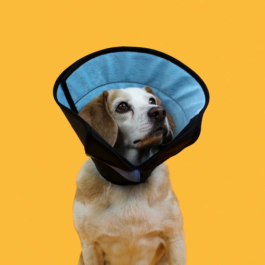 Calmer Collar for Dogs - 20 in x 12 in - product image 1