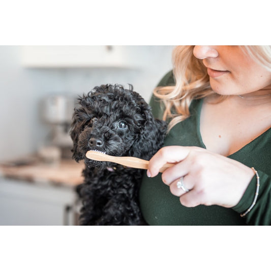Bamboo Toothbrush for Pets 1 Toothbrush, Large - Default Title - product image 2
