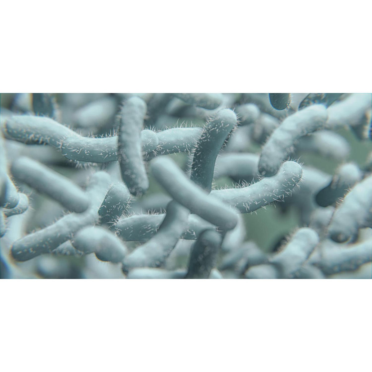 Probiotics