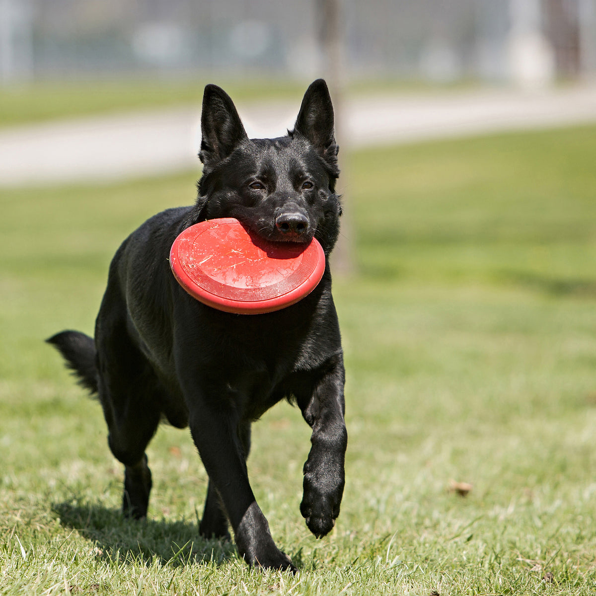 Flyer Disc for Dogs (Red) 1 Unit - Default Title - product image 3