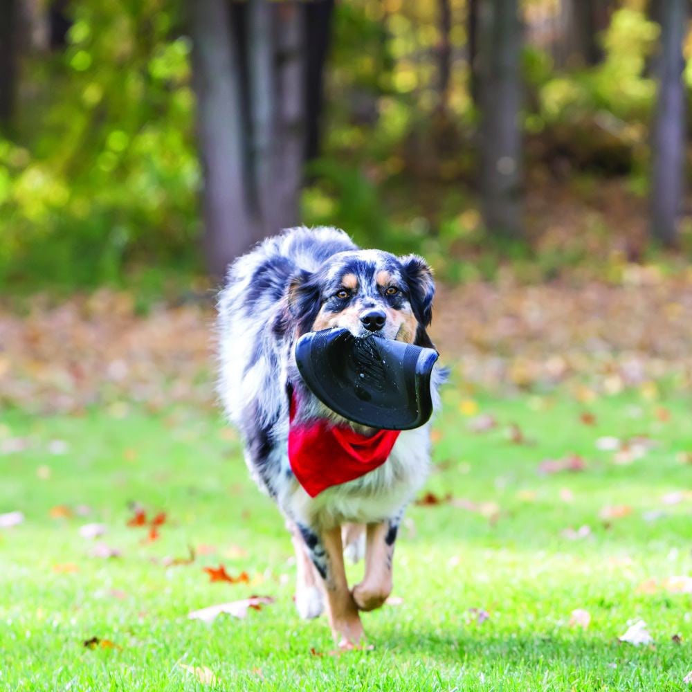 Extreme Flyer Disc for Dogs 1 Unit - Default Title - product image 3