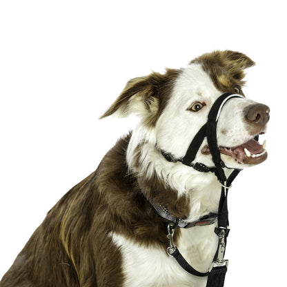 Halti Headcollar for Dogs, Black, Size 2, 1 Unit - Default Title - product image 3