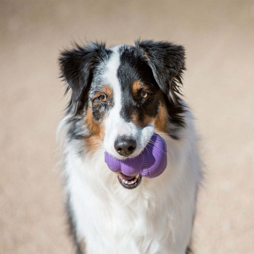Senior Stuffing Toy for Dogs - Large - product image 3