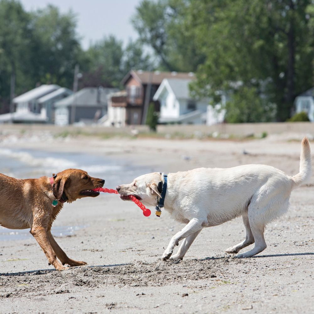 Safestix Toy for Dogs - Default Title - product image 3