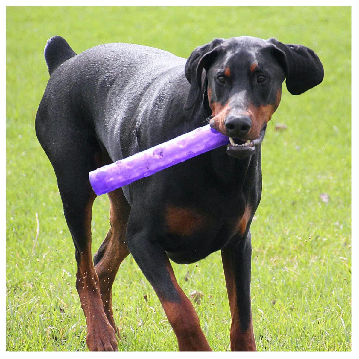 Squeezz Crackle Stick for Dogs 1 Toy, Random, Large - view 1
