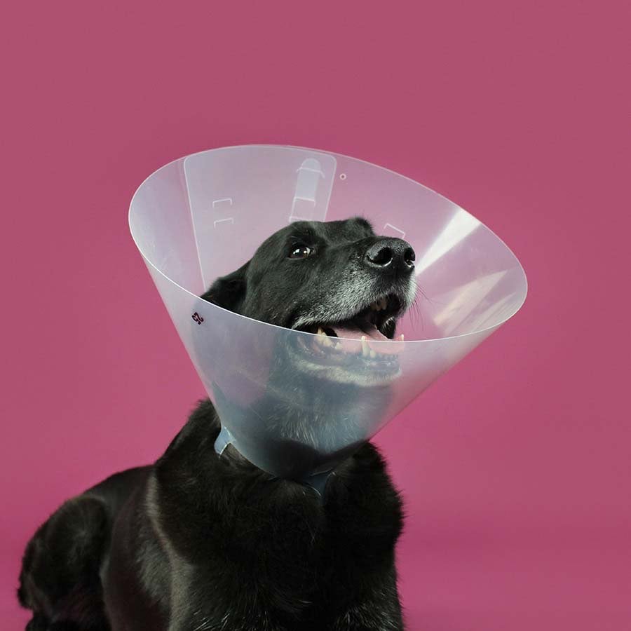Betsy Collar for Cats and Dogs - 7.5 cm - product image 1