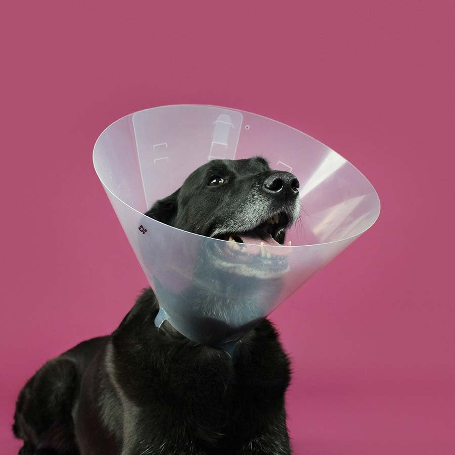 Betsy Collar for Cats and Dogs - 12.5 cm - product image 1