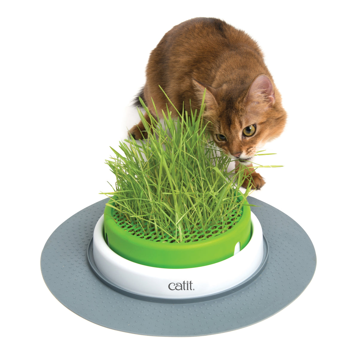 Senses 2.0 Grass Planter for Cats (Green) 1 Unit - Default Title - product image 1
