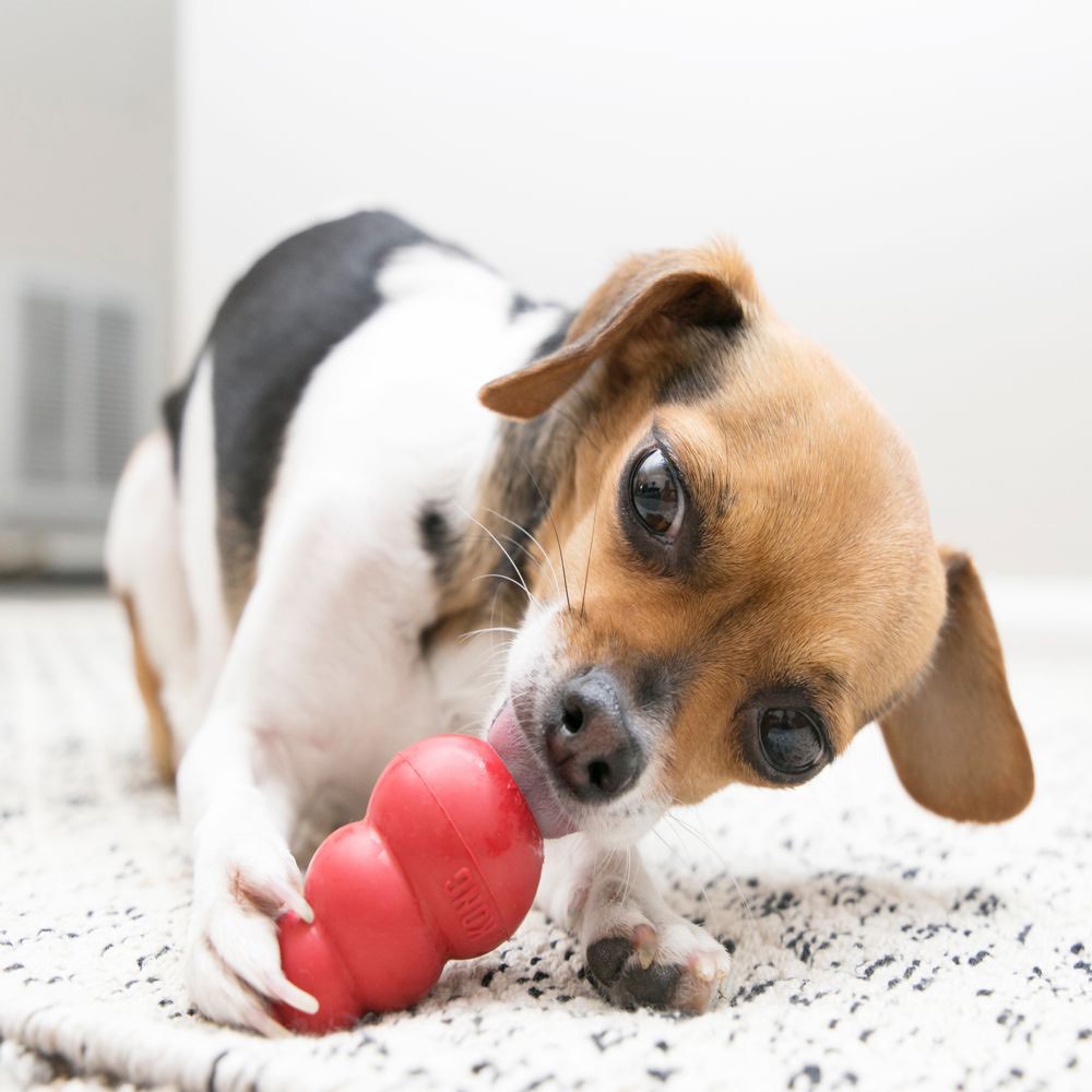 Classic Stuffing Toy for Dogs - XS - product image 3