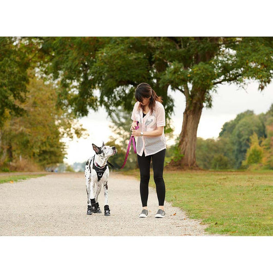 Harness Momentum Control for Dogs, Black, Medium - Default Title - product image 2