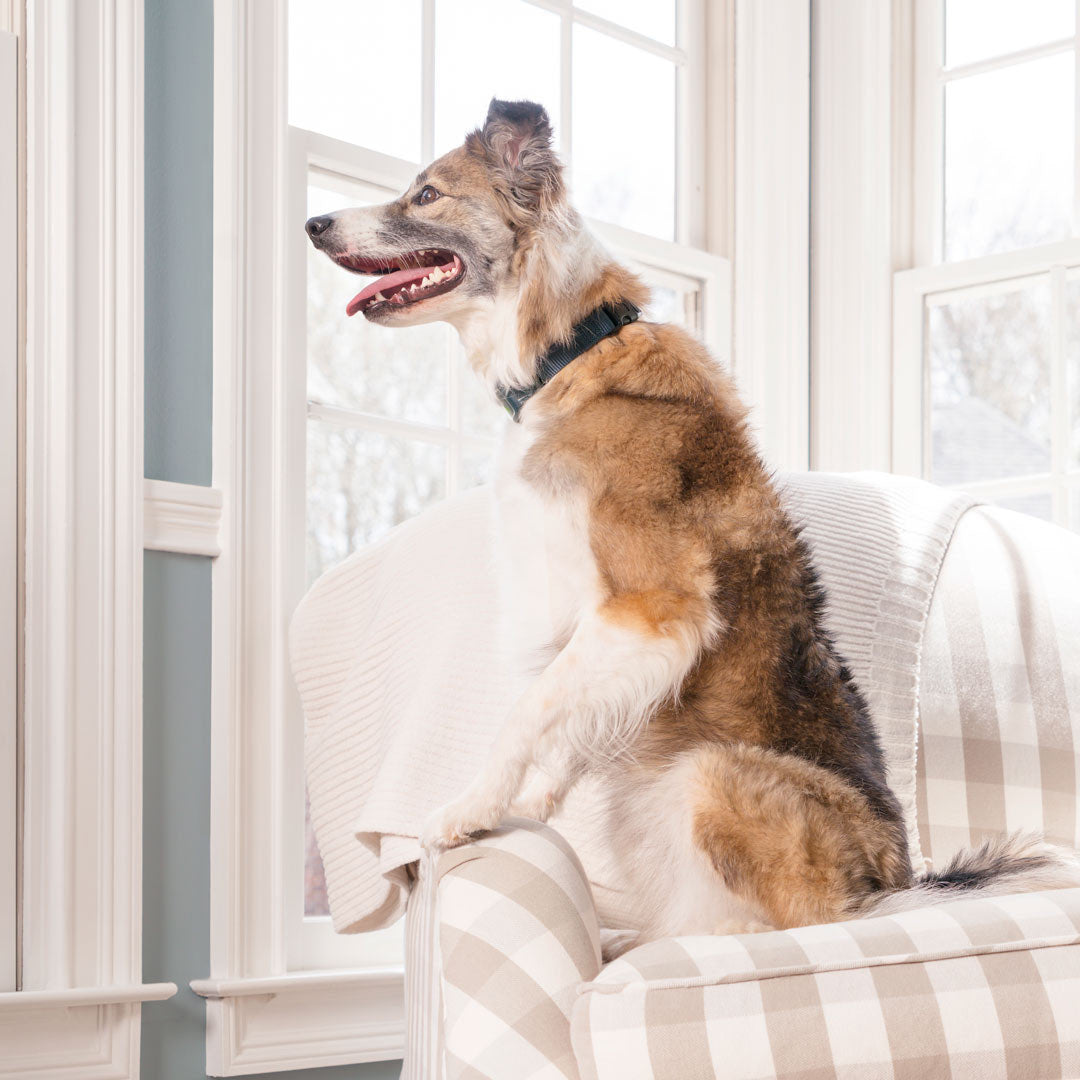 PetSafe Spray Bark Collar for Dogs 1 Unit - view 3