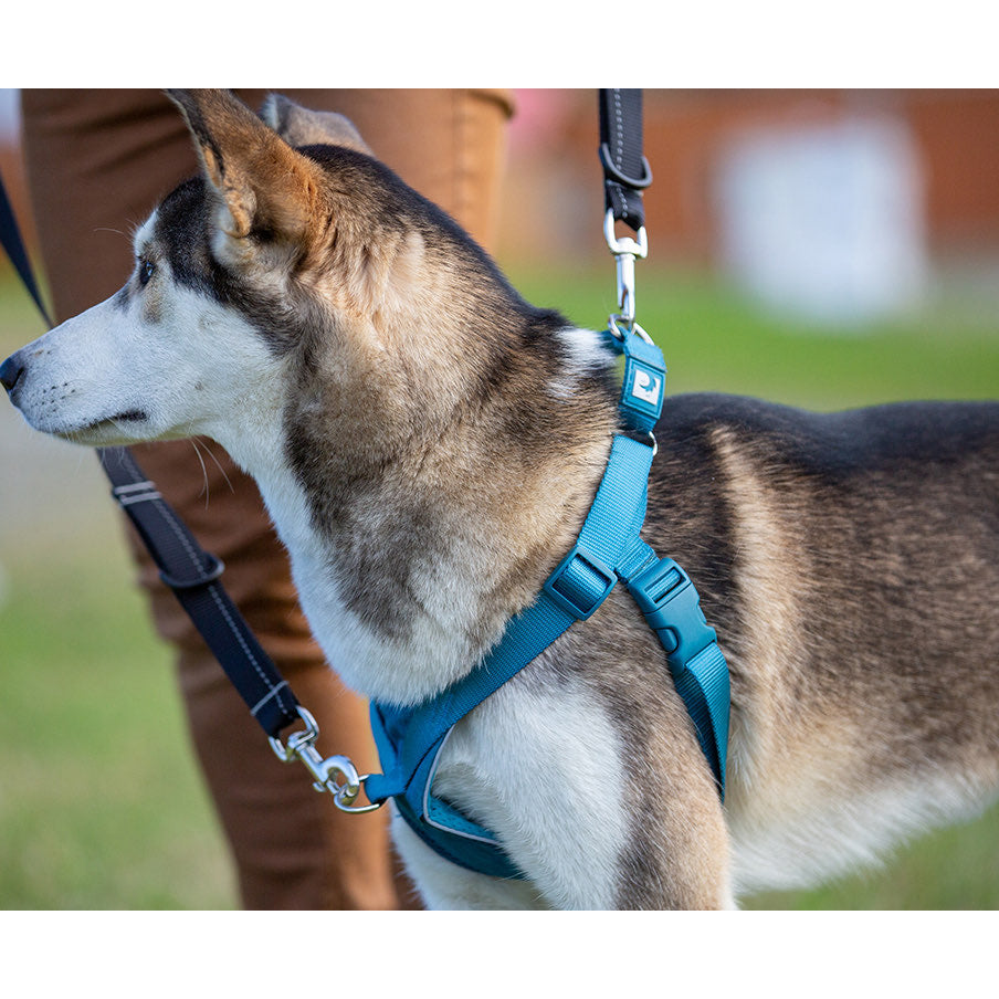 Harness Tempo No Pull for Dogs, Black, Medium - Default Title - product image 2