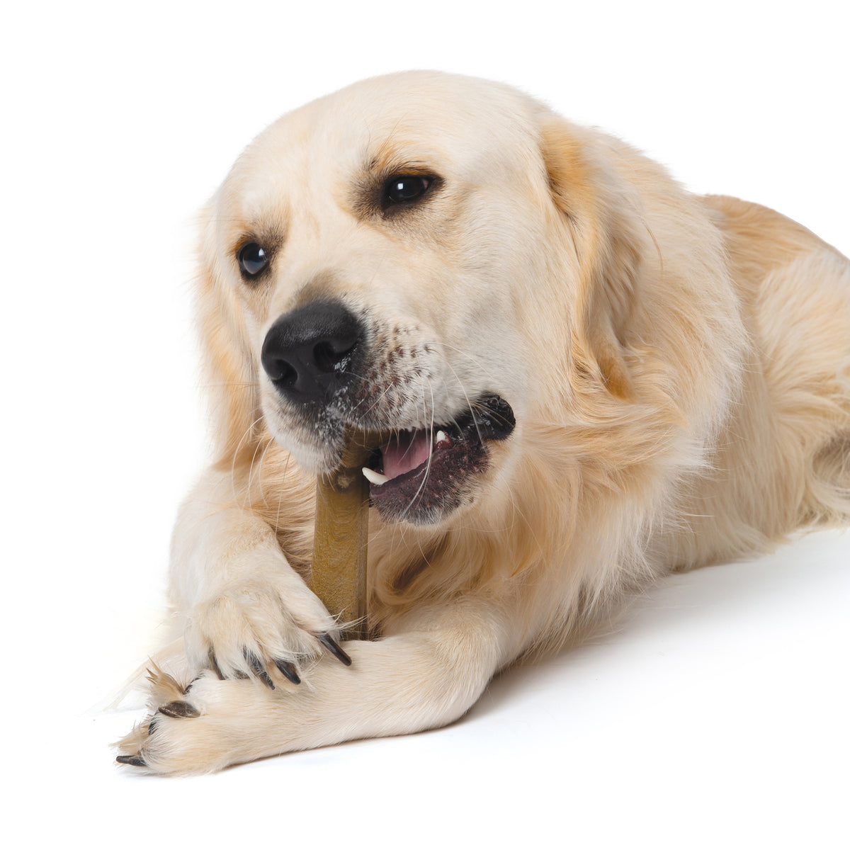 Nosh Dog Flexible Chew Toy for Dogs (Bacon) - Default Title - product image 2