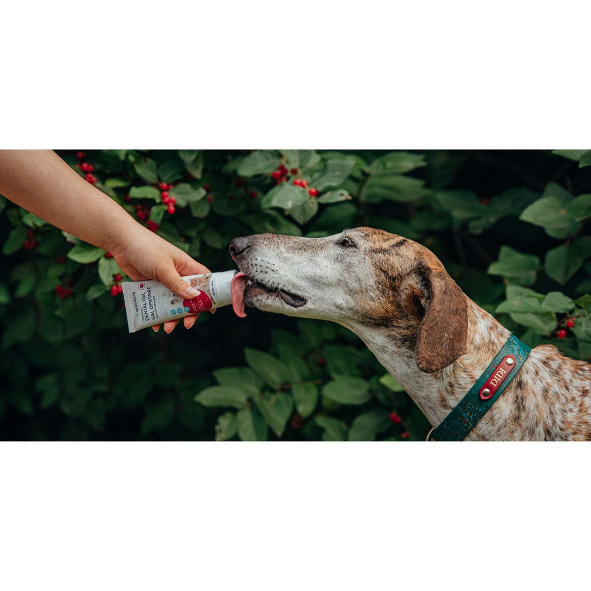 Dental Gel for Cats and Dogs - view 5