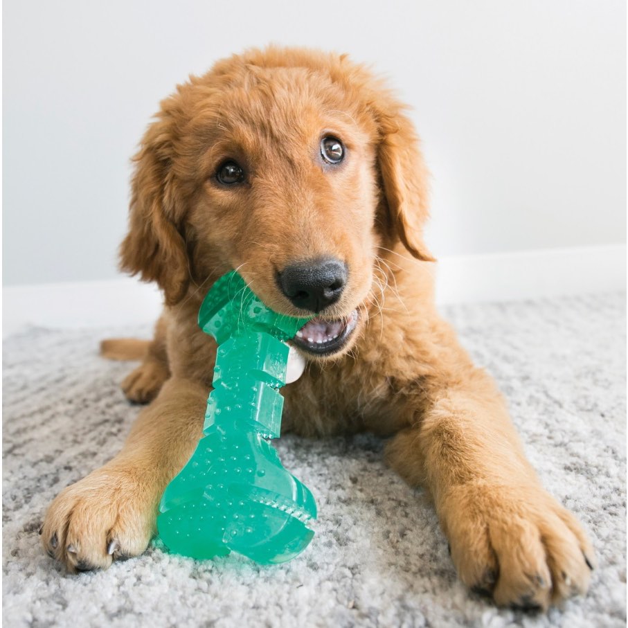 Dental Stick KONG Squeezz for Dogs (Aqua) 1 Toy - view 1