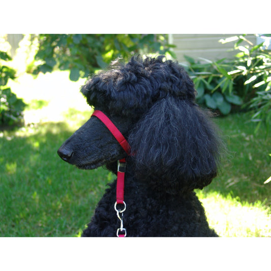 Headcollar for Dogs (Red) 1 Unit - view 1